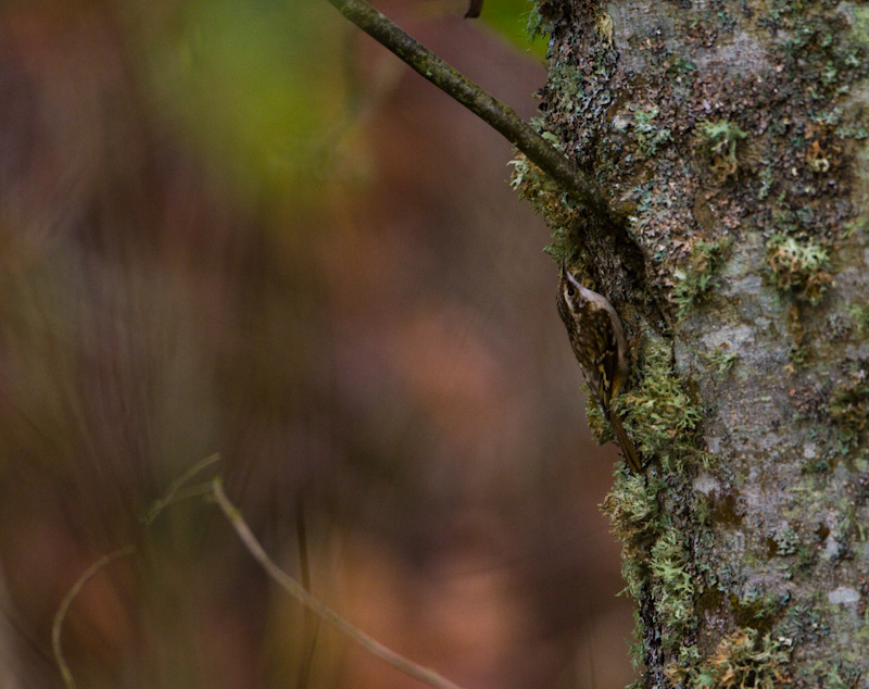 Brown Creeper